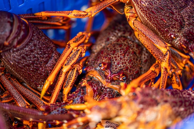 Catching live Lobster in America Fishing crayfish in Tasmania Australia ready for chinese new year