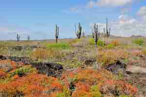 Photo catcus on isabela island galapagos ecuador