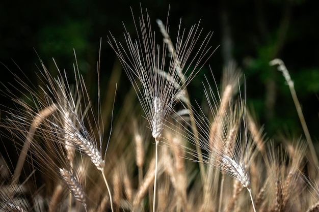 Foto categoria di varietà antiche di grano di campagna