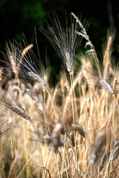 Category of ancien variety of Wheat in the countryside