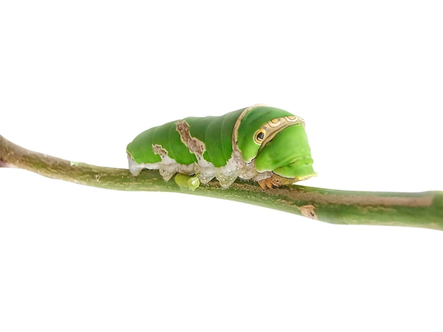 Гусеница Большой зеленый червь Гигантский зеленый червь