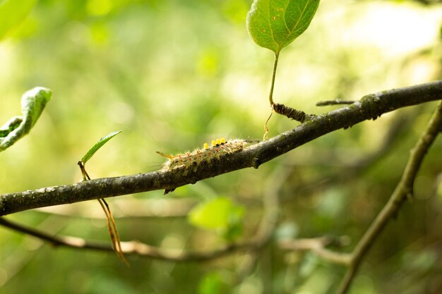 A caterpillar on a branch with a leaf on it A green caterpillar on a branch