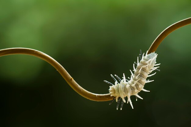 Photo caterpillar on branch