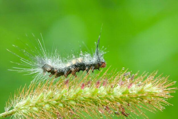 Caterpillar Brown Tussock Moth