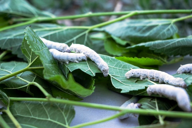 Caterpillar-cocons eten moerbeibladeren