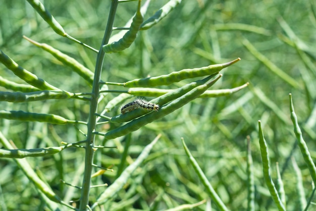 Photo a caterpillar consuming pods and leaves of a young rape.