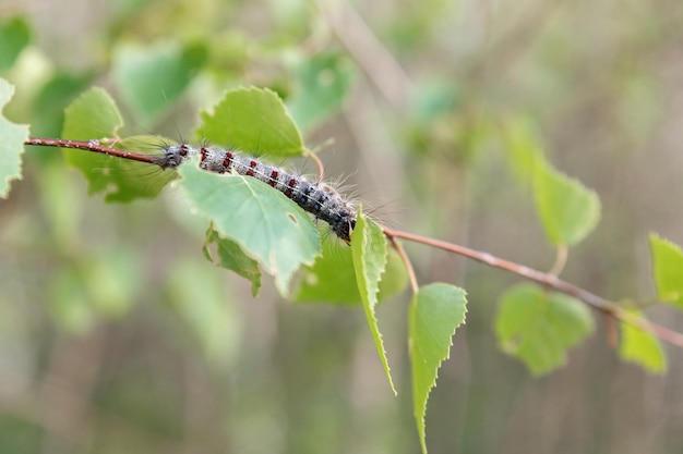 自然界の白樺の枝の昆虫を這う毛虫