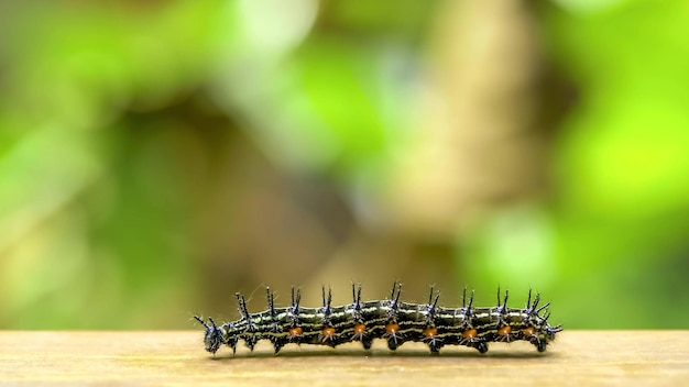 A caterpillar crawling on a flat surface