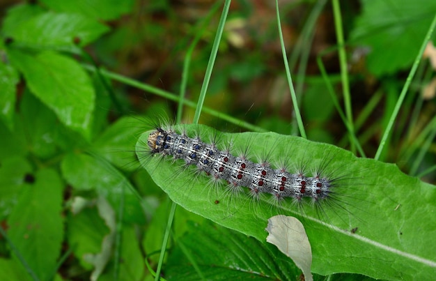 caterpillar crawling on the green leaf on the meadow close up