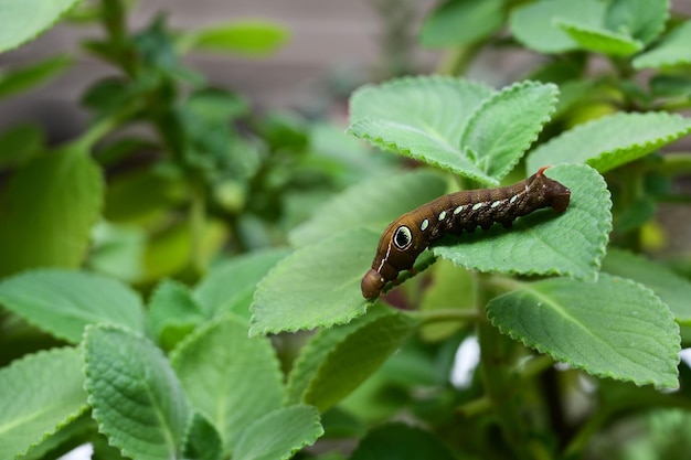 Caterpillar crawling on leaf close up