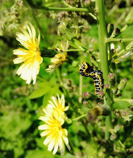 Photo caterpillar cucullia lactucae on the sonchus