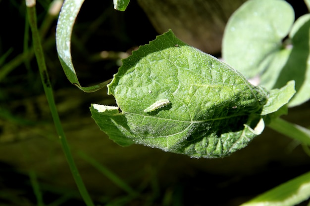 Caterpillar die de bladeren in de organische tuin eet