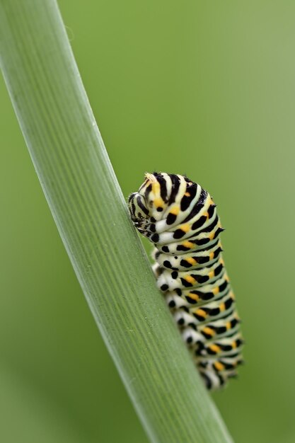 Caterpillar Dovetail Butterfly image