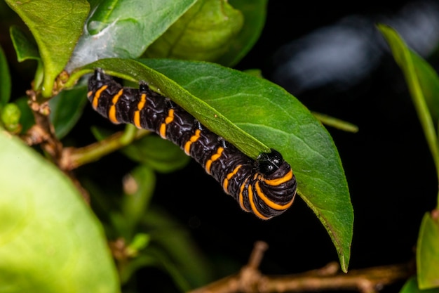 Caterpillar eating leaf on a tree.