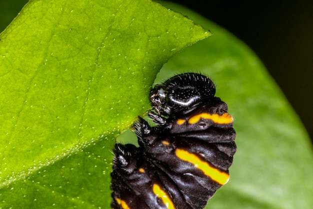 Caterpillar eating leaf on a tree.