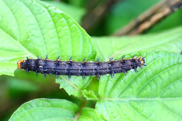 A caterpillar eating a leaf