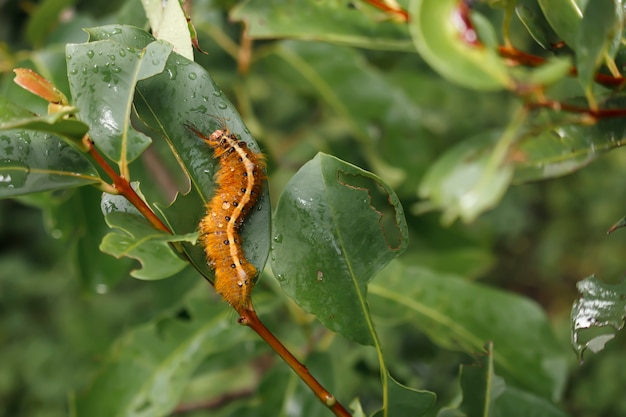 キャタピラーは葉を食べ、毛皮に毒を持っています