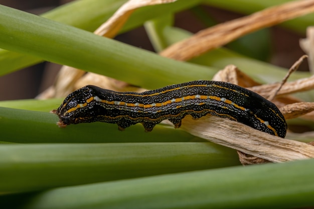 Гусеница рода Spodoptera, поедающая лист чеснока вида Allium schoenoprasum