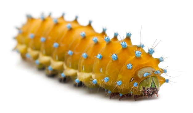 Caterpillar of the Giant Peacock Moth - Saturnia pyri