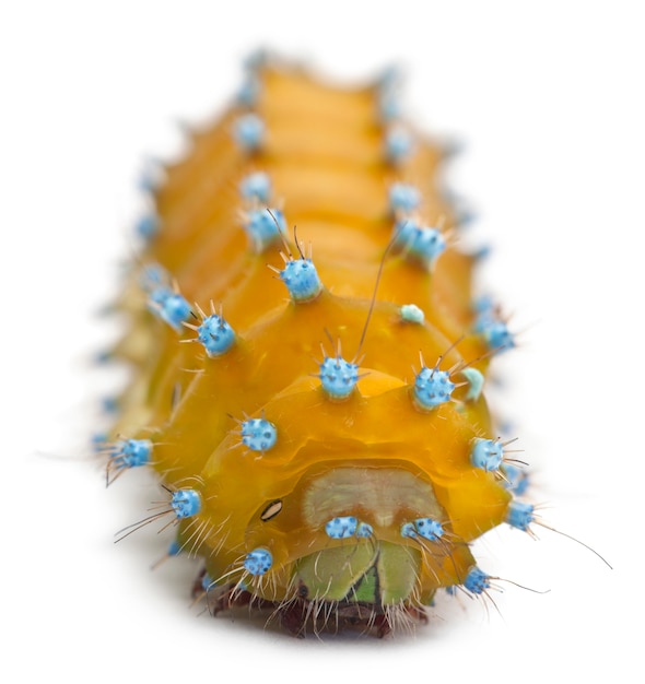 Caterpillar of the Giant Peacock Moth - Saturnia pyri