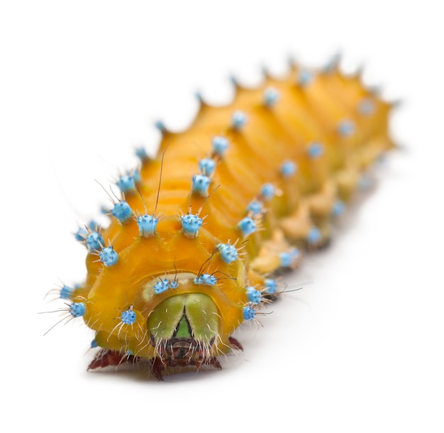 Caterpillar of the Giant Peacock Moth - Saturnia pyri