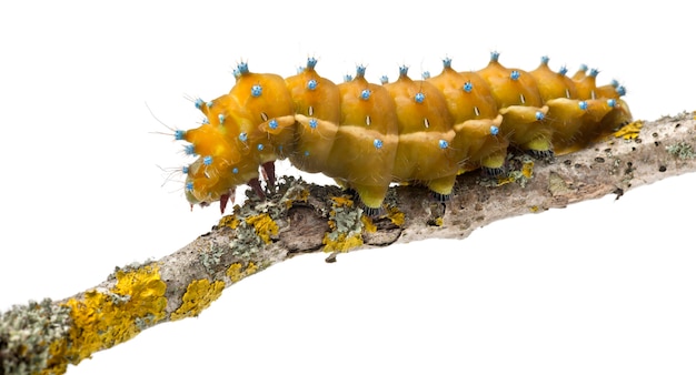 caterpillar of the giant peacock moth - saturnia pyri