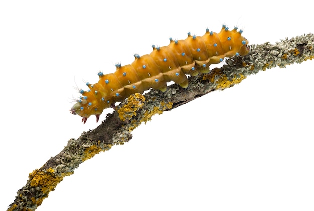 caterpillar of the giant peacock moth - saturnia pyri
