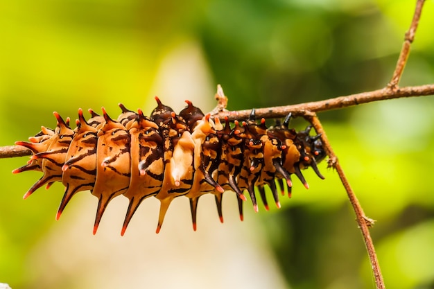 Caterpillar golden birdwing