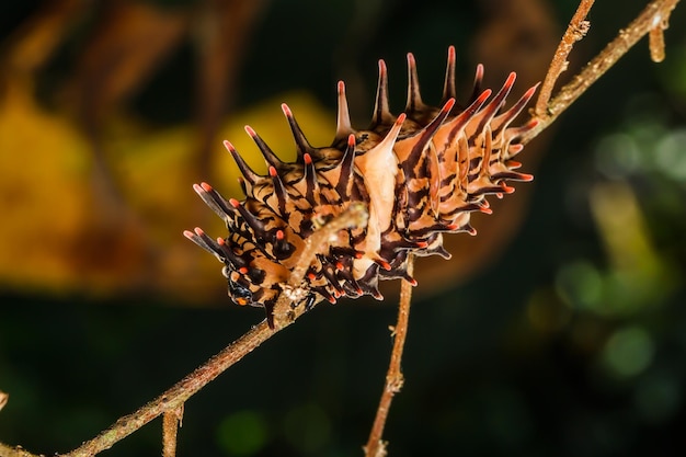 Caterpillar gouden vogelvleugel