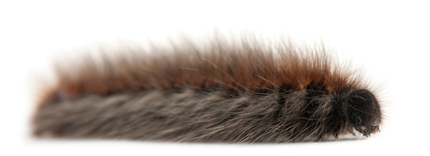 Caterpillar of Grass Eggar, is a moth, Lasiocampa trifolii, on white isolated