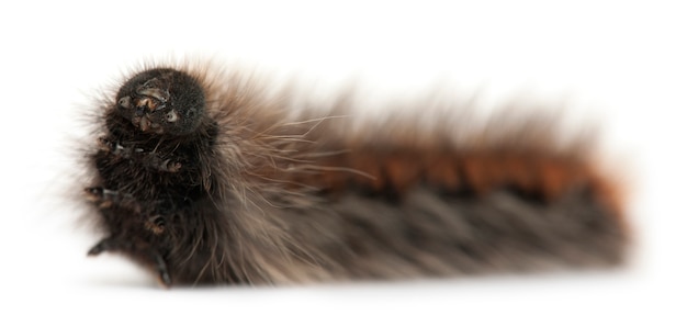 Caterpillar of Grass Eggar, is a moth, Lasiocampa trifolii, on white isolated