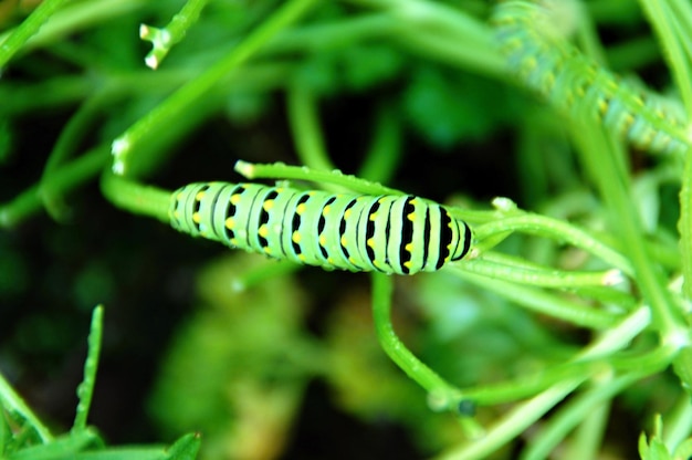 Foto caterpillar sull'erba