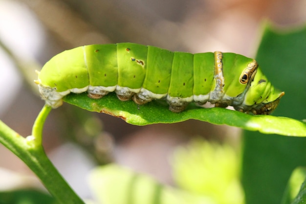 Caterpillar green close-up , macro