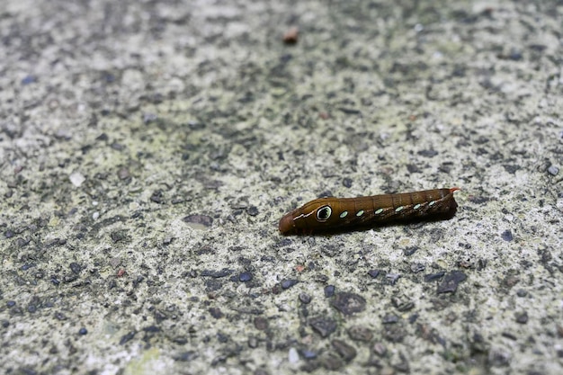 Caterpillar on the ground close up