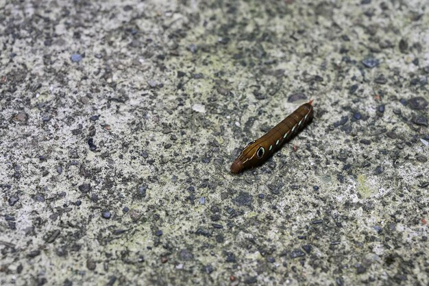 Caterpillar on the ground close up