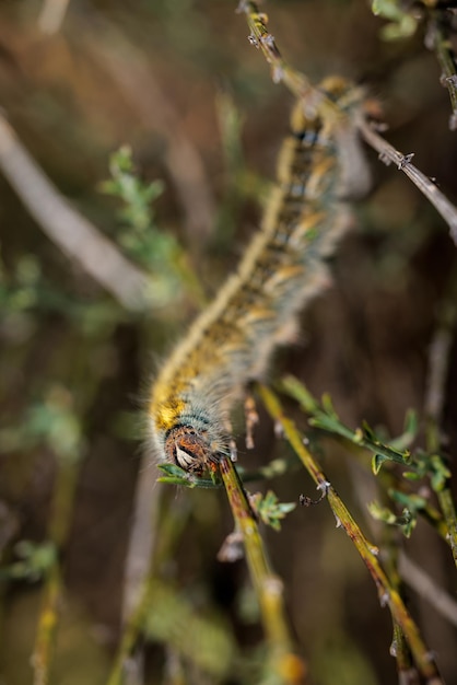 Caterpillar in zijn natuurlijke omgeving