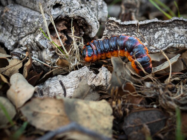 Caterpillar in zijn natuurlijke omgeving.