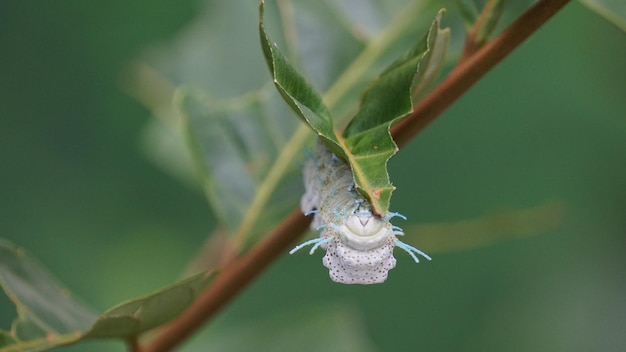 a caterpillar is eating green leaves