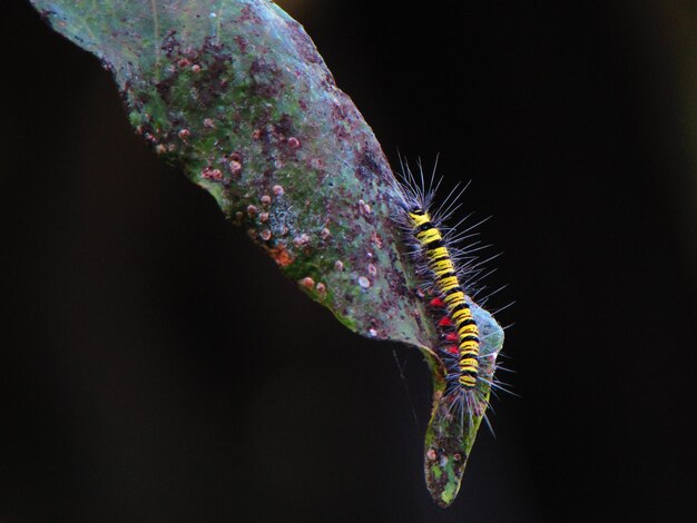 Photo a caterpillar is on a leaf with a dark background.