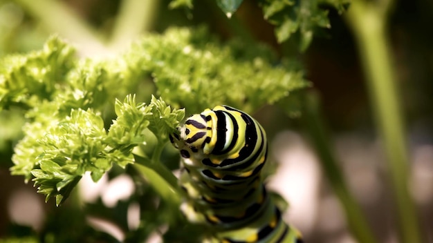 Caterpillar is sitting on a leaf