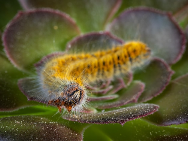 Caterpillar in its natural environment. Macro photography.