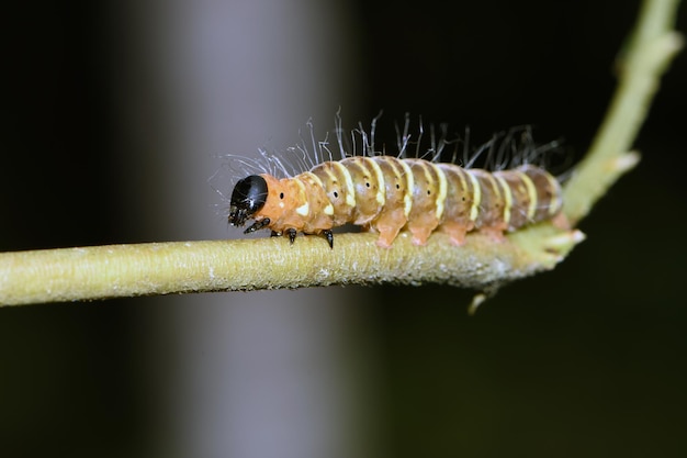 A caterpillar in the jungle. Macro nature of Bali, Indonesia.