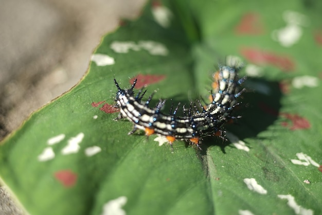 Photo caterpillar on the leaes