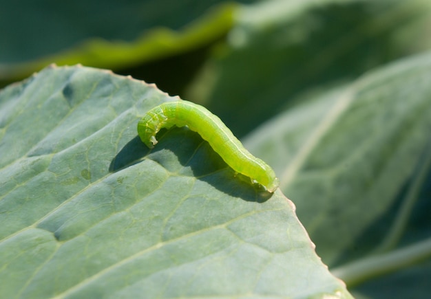 Caterpillar on leaf close up