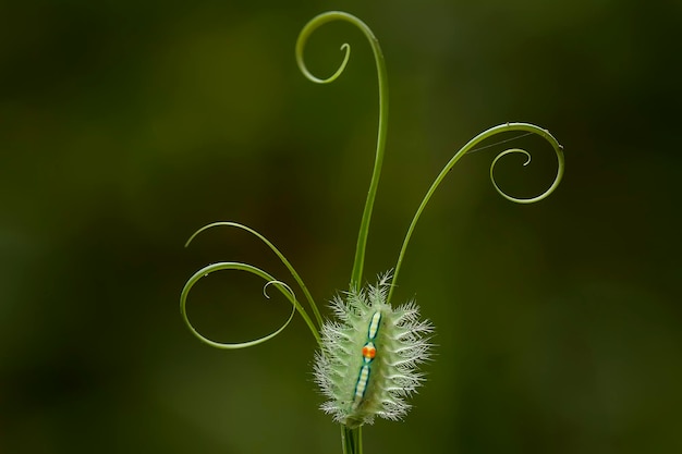 Foto caterpillar sulla foglia