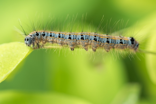 Caterpillar on leaf