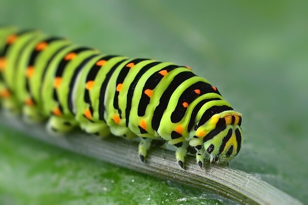 caterpillar on a leaf