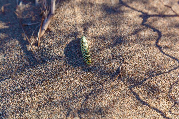 The caterpillar of the machaon crawls along the sand