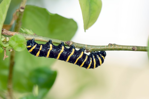 葉を食べてマナカの毛虫