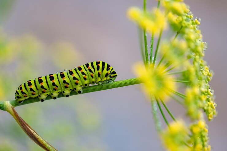 Photo caterpillar of an old world swallowtail